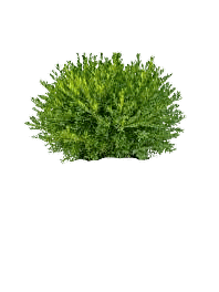 Green Gem Boxwood, a dense rounded evergreen shrub
