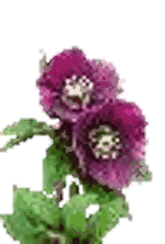 Hellebores with deep burgundy nodding flowers close to the ground