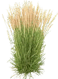 Karl Foerster Feather Reed Grass, tall upright golden plumes