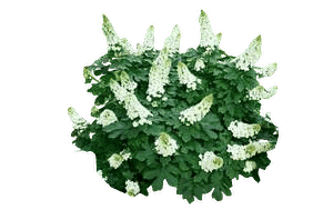 Oakleaf Hydrangea with upright cones of white summer flowers and bold lobed leaves