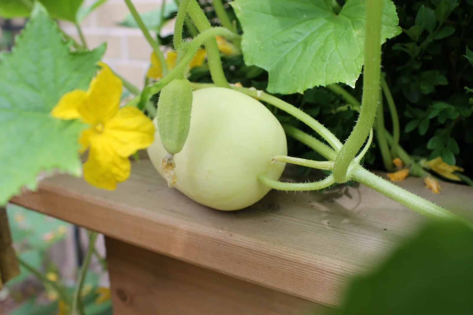 A Dragon Egg cucumber growing on the vine in a Junior Green Thumbs classroom garden planter