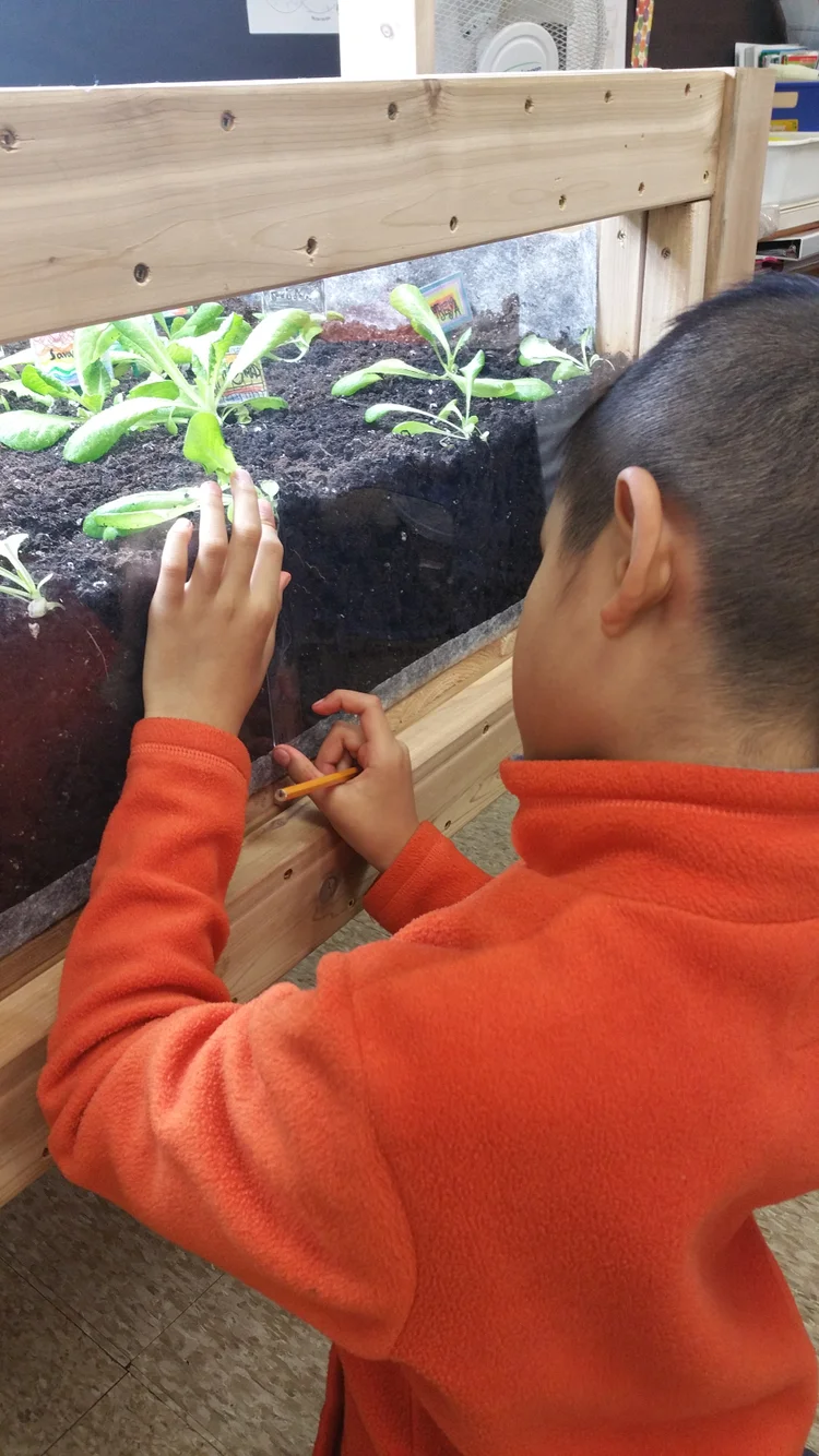 A student measuring seedlings with a ruler as part of a Junior Green Thumbs math lesson