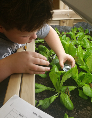 A student examining seedlings up close in a Junior Green Thumbs classroom garden