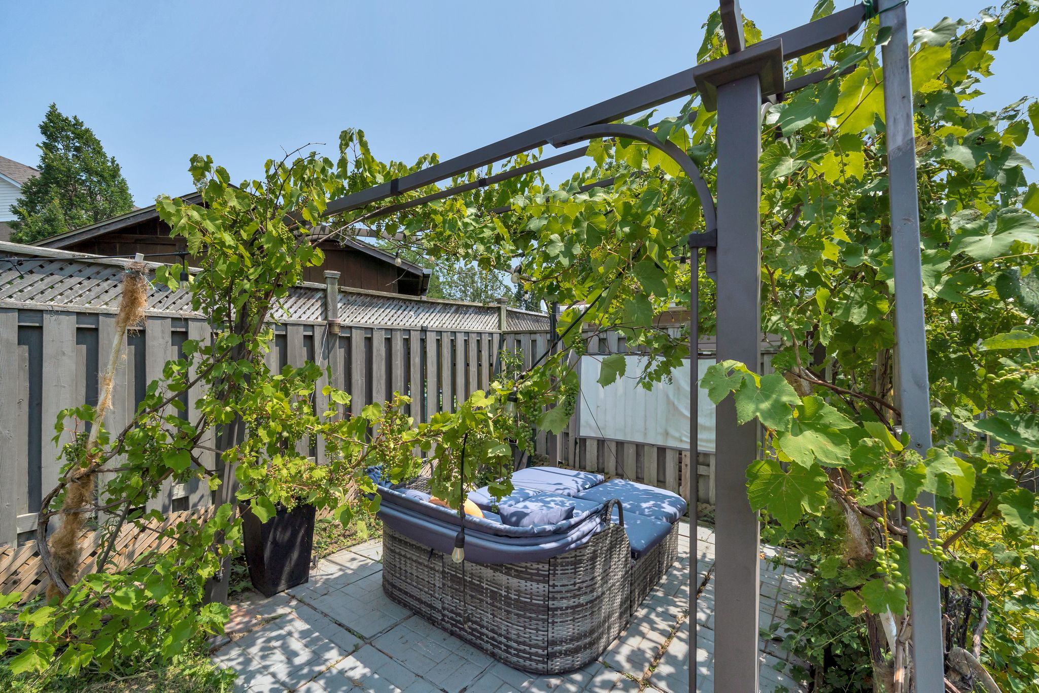 Pergola with grape vines over the patio at 1509 Grandview Street North, Oshawa